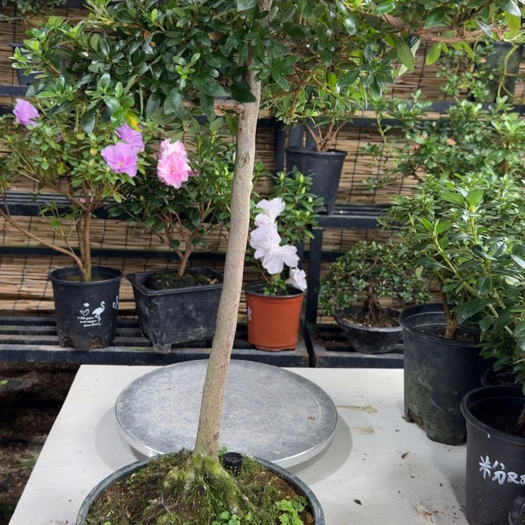 贤***完全开放八尺之镜