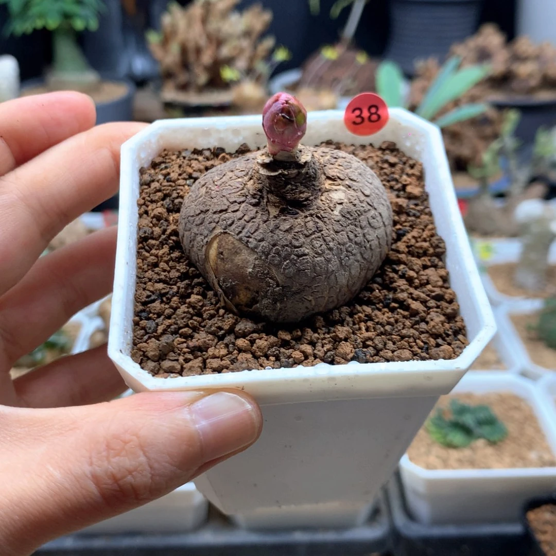 玫瑰大戟多肉脱土4.1cm