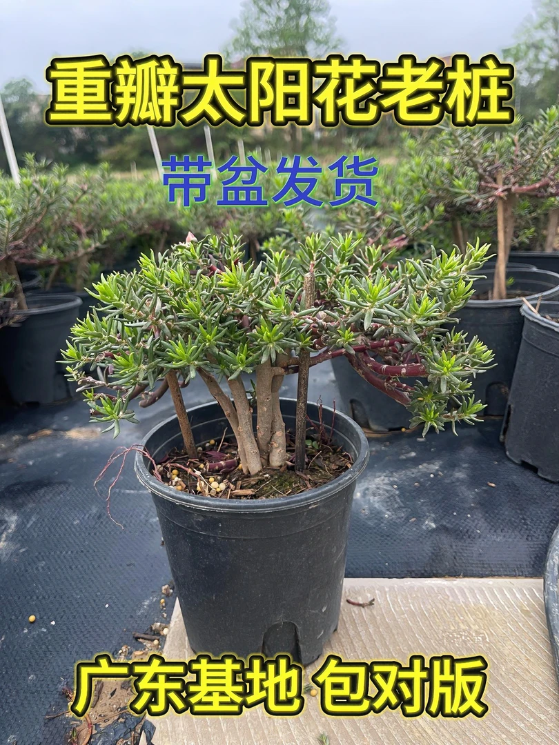 重瓣太阳花老桩玫红王带盆发货四季多年生阳台庭院四季开花