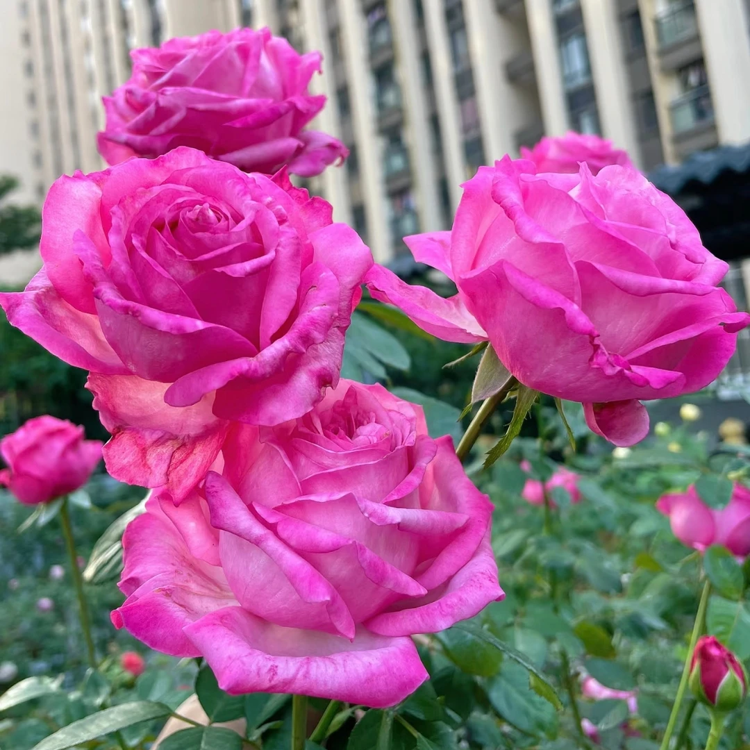 【桃灼蓝天】独颗扦插  修剪发货 大花  可盆栽可地栽