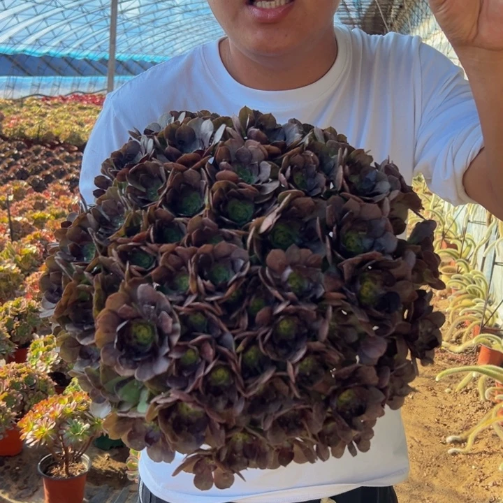 28.8黑体万圣节一颗