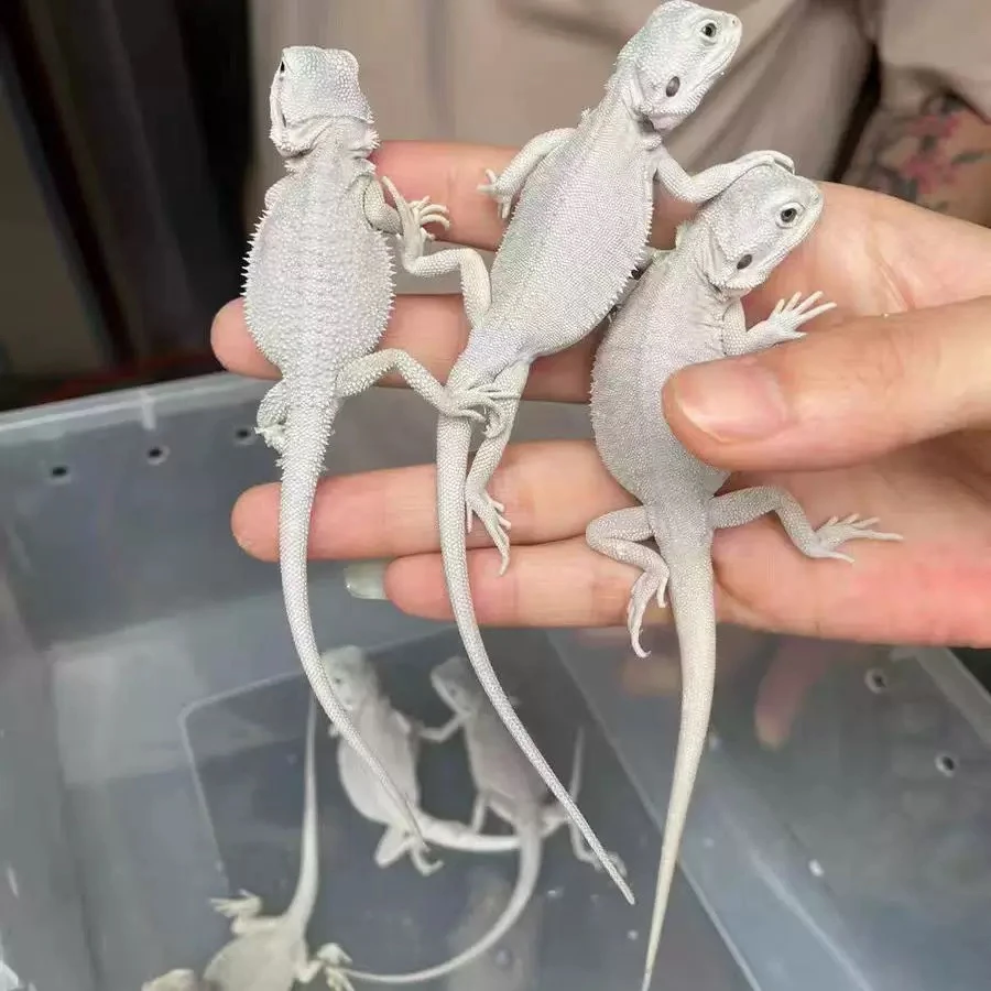 温顺可爱不咬人适合新手饲养的超白鬃狮蜥小苗
