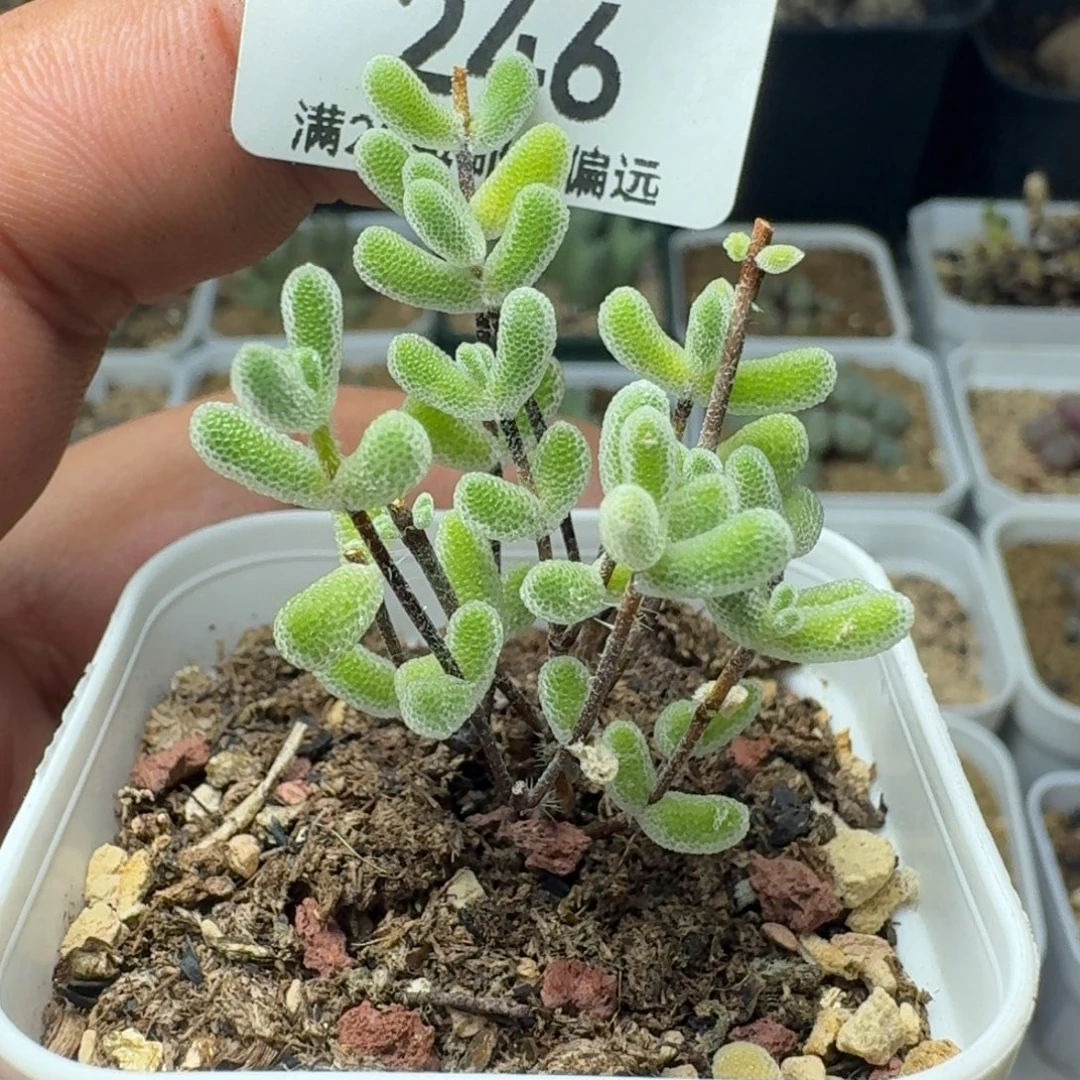 小星星带盆土。