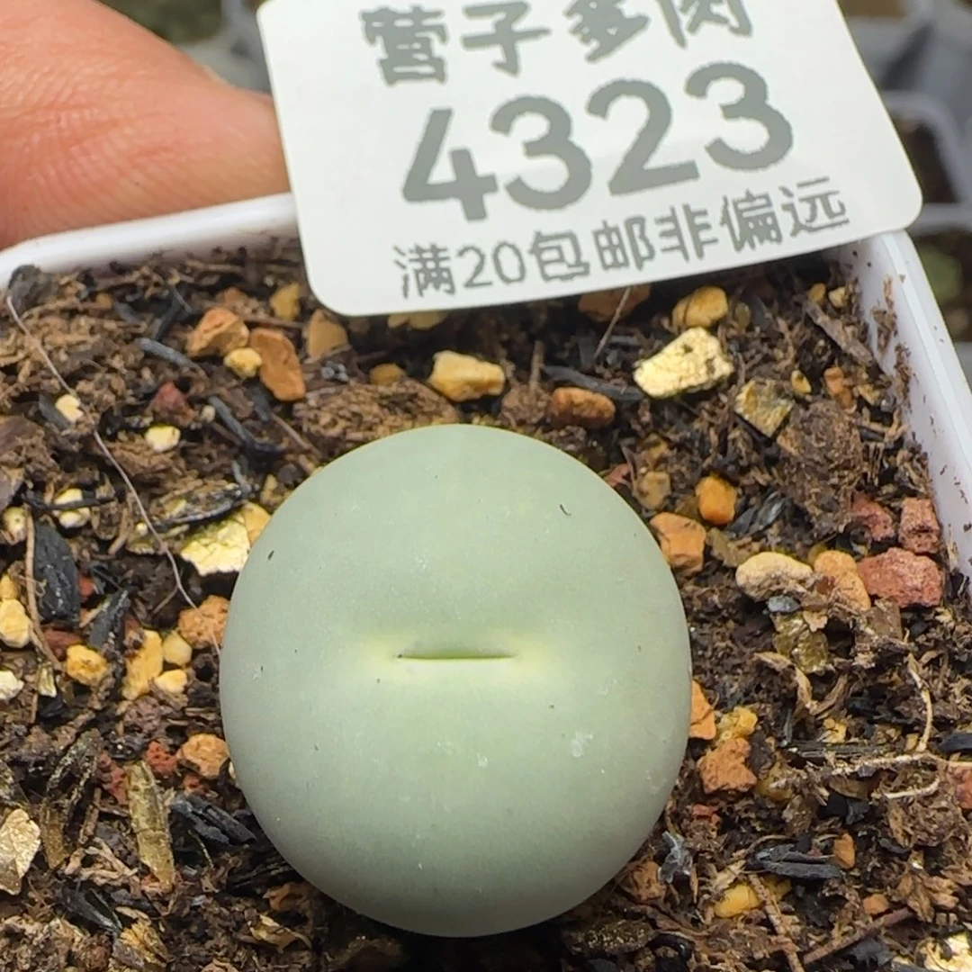鸽子蛋1.9➕脱土。