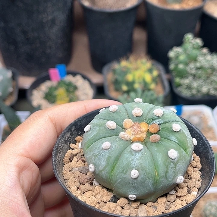 无花朵大尤高绒母本星兜