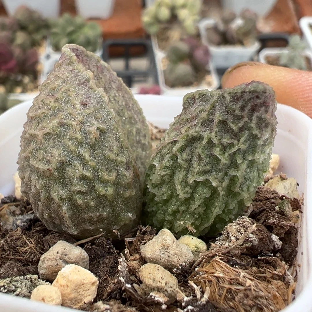 实生新品多肉植物水泡