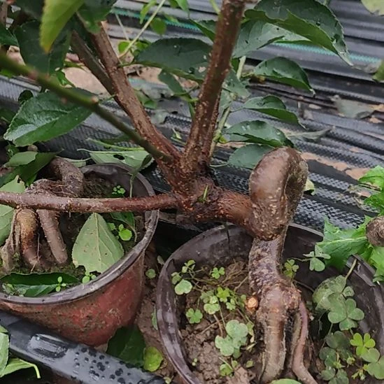 手***ξ无花朵梅花盆景精品造型