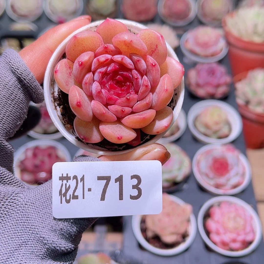 花21-713新品单头