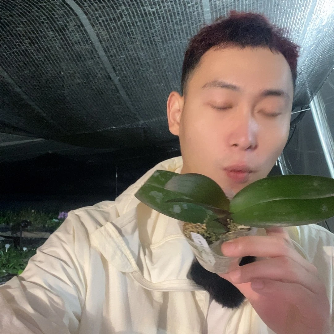 无花朵联合鳄鱼蝴蝶兰