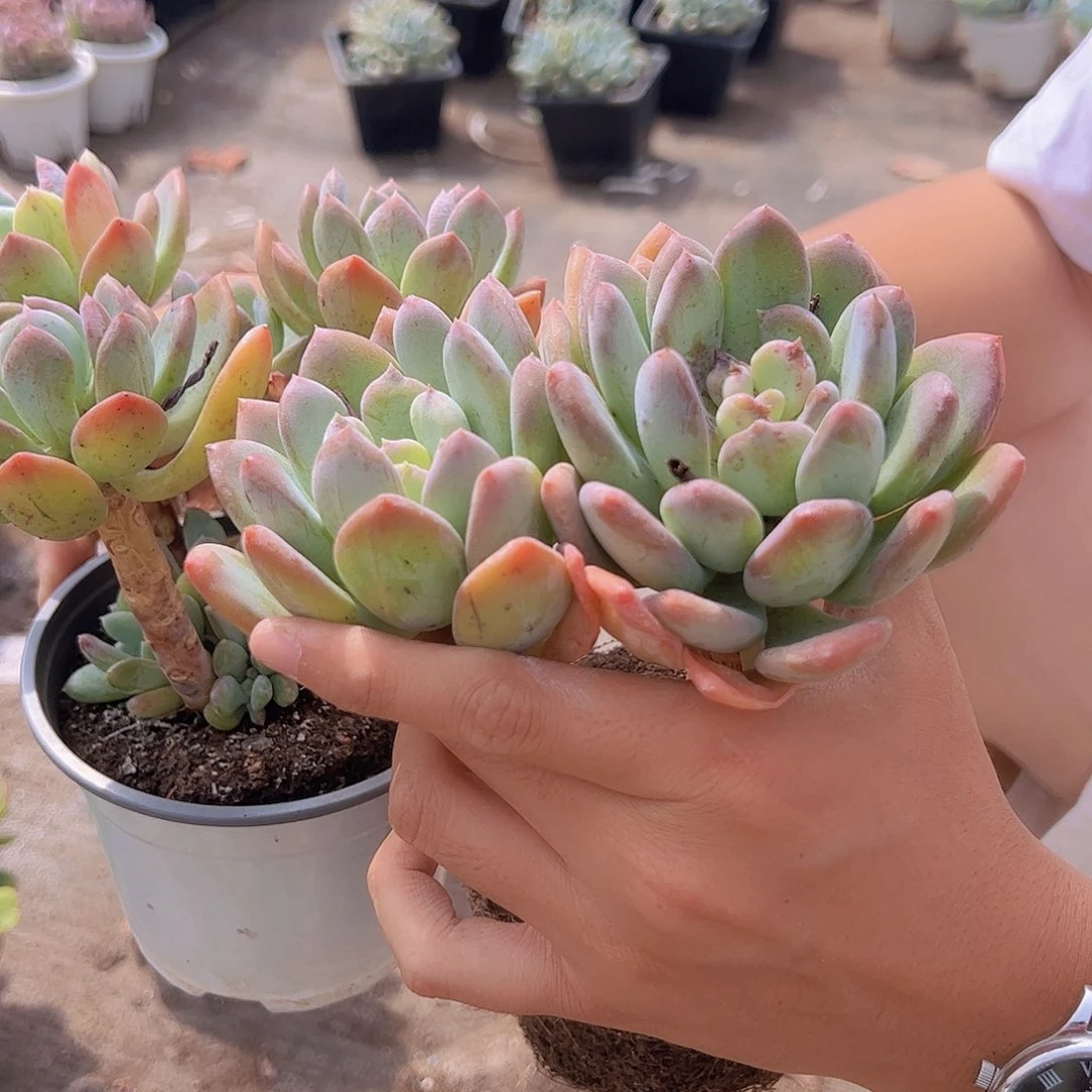 3盆灰姑娘 双头起发