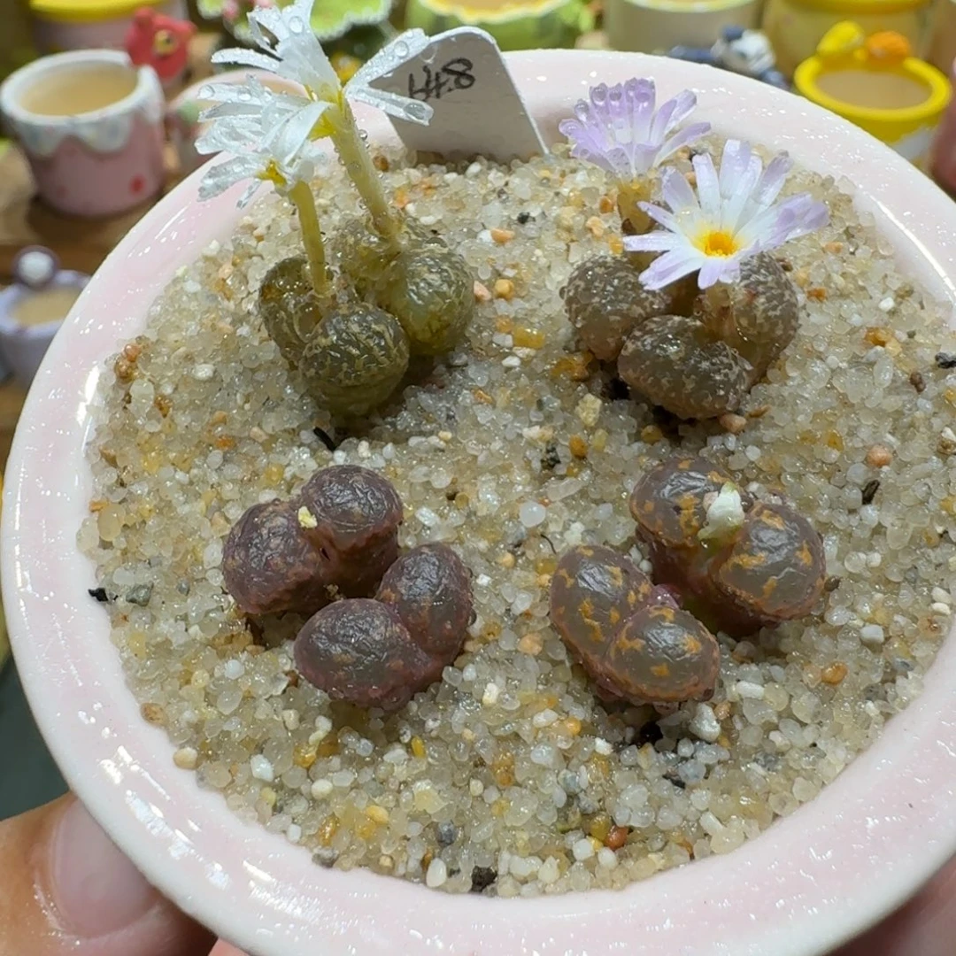 蘑菇1199勋章彩拼多肉植物
