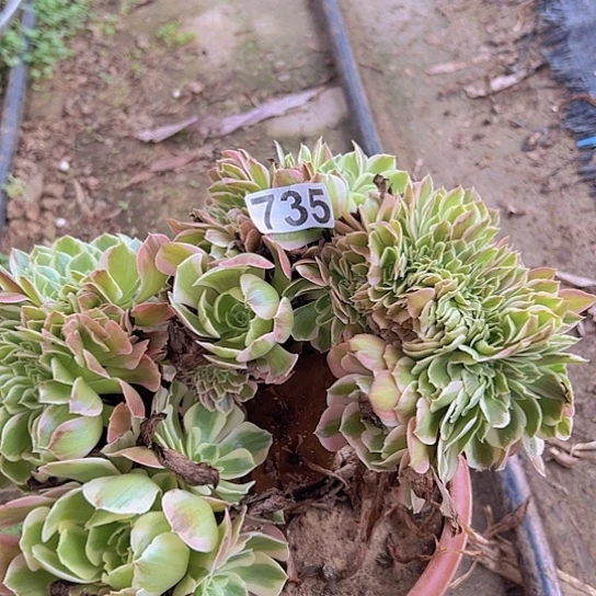 黎***明多肉植物一个女巫追