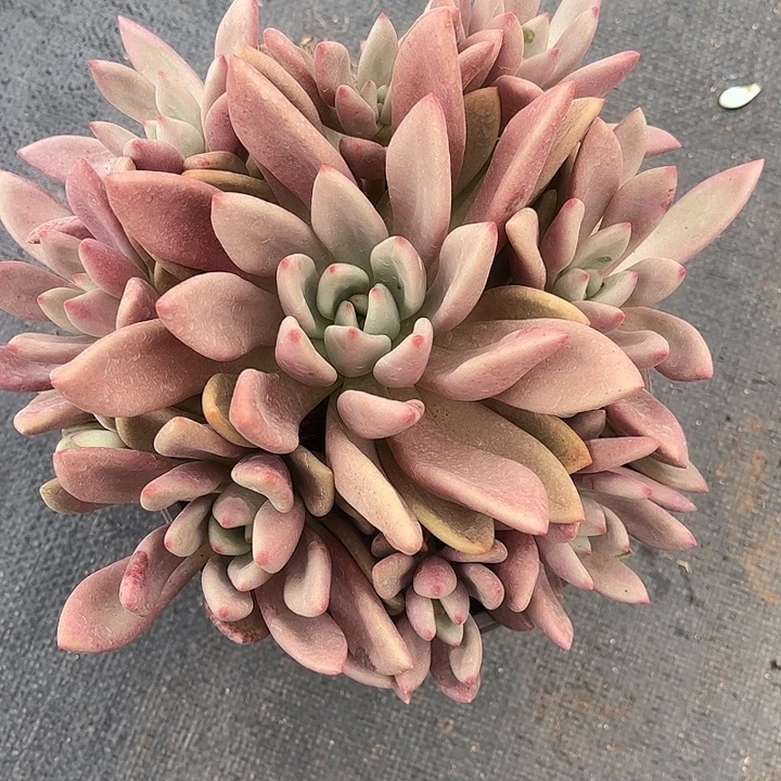 圆***媛桃花源手捧花，一物一拍