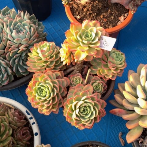 逆*1700哈密瓜多肉