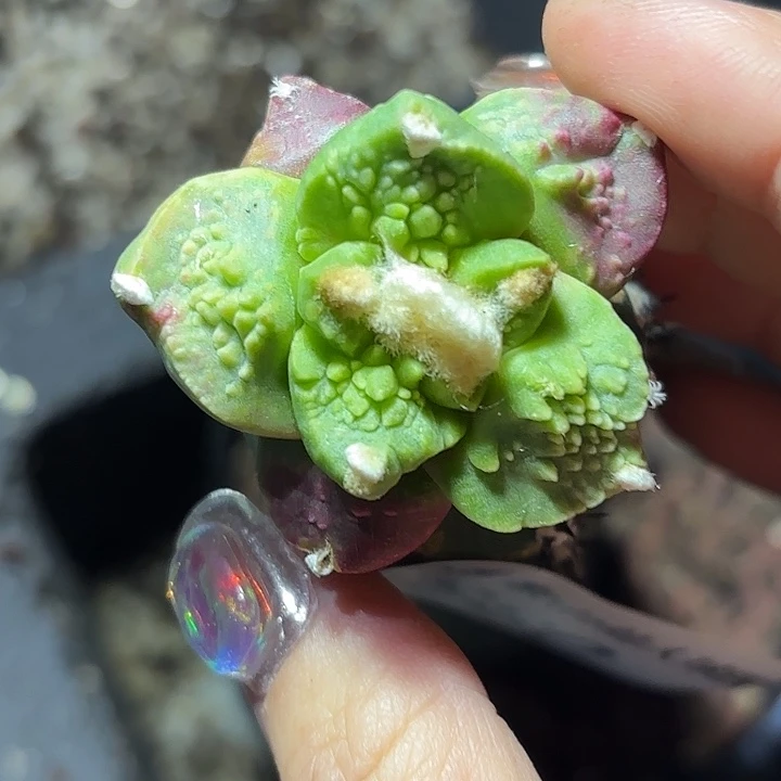 880 袖浦 嫁接仙人球