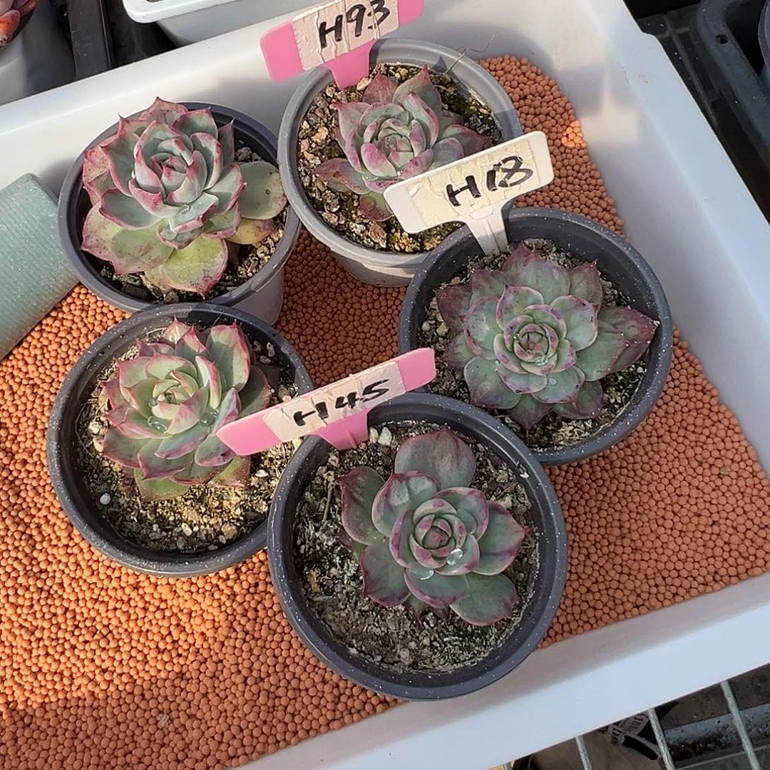 浅**凉惊鸿仙子H93一筐多肉植物