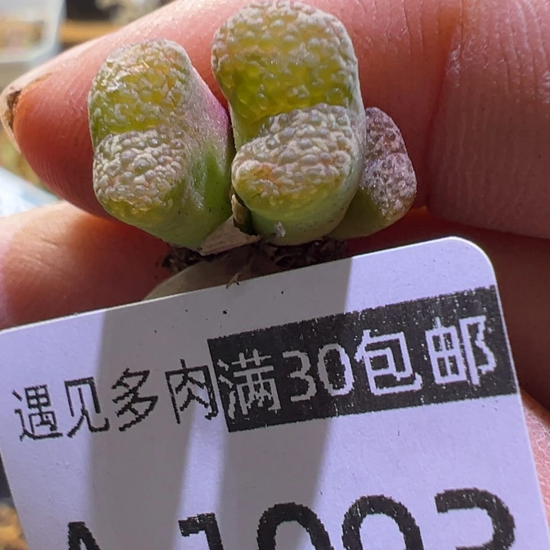 多肉植物11111111111