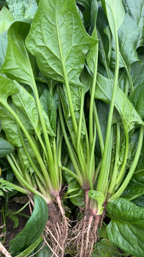 菠菜 山货土货 农户自家种植 现摘现发