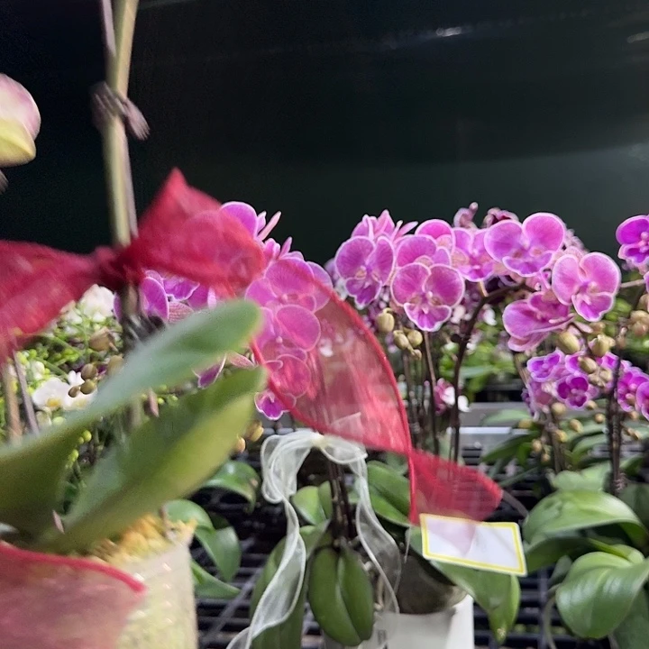 雯***妈大部分开放少量花苞668