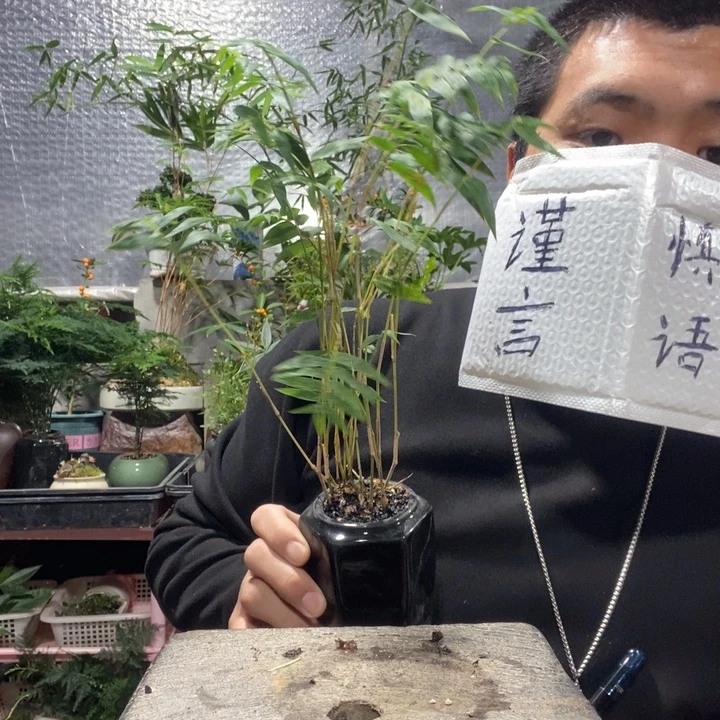 以实际为准盆景绿植盆栽65