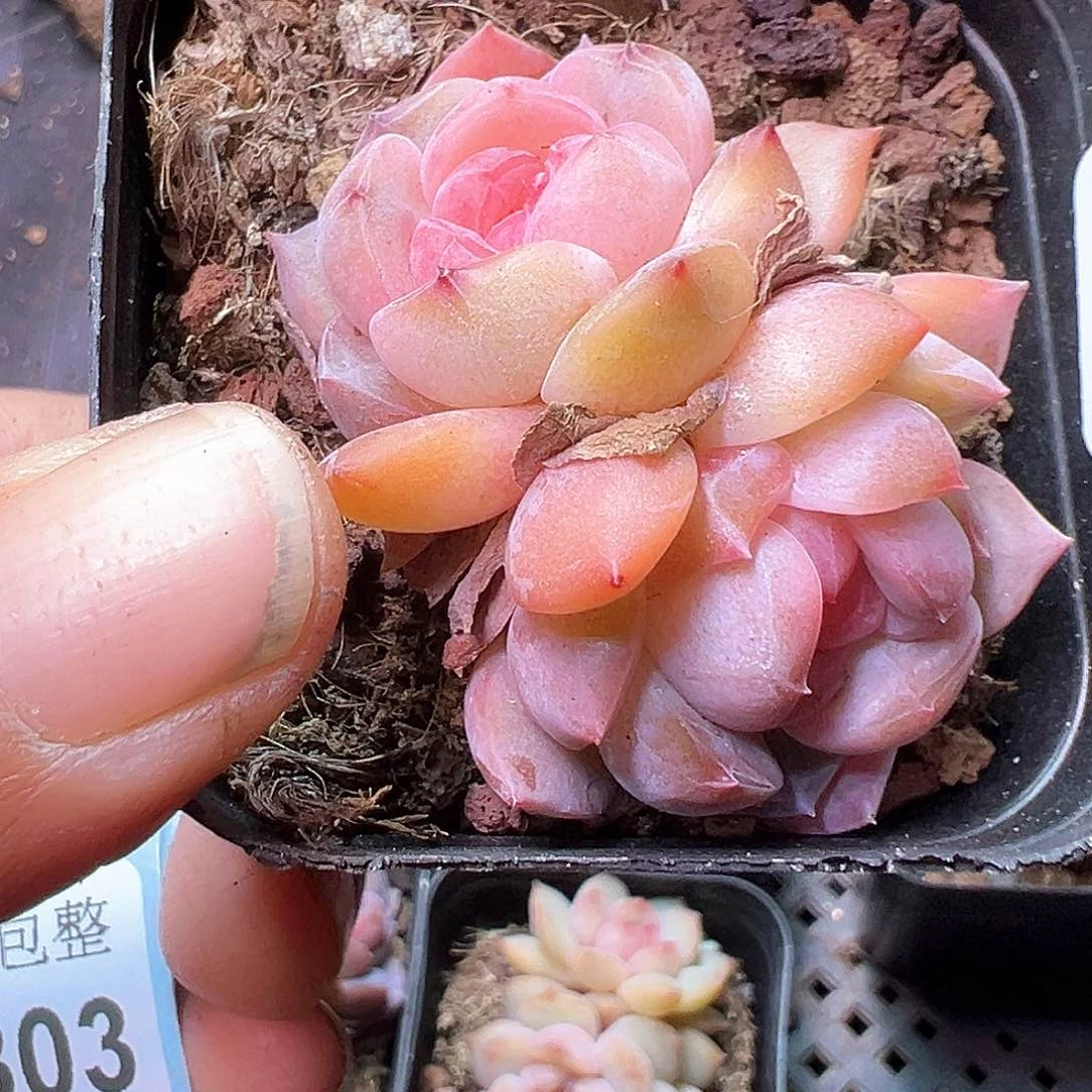 小卡拉米糖心一物一拍14-299