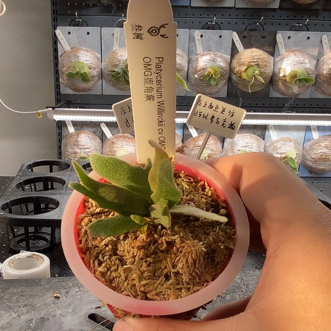 无花朵侏儒omg鹿角蕨