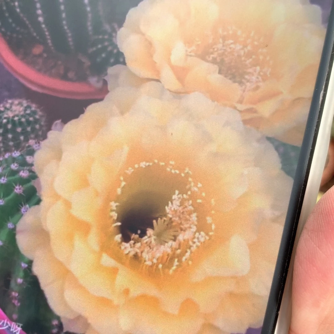 昨天那颗的侧芽9238