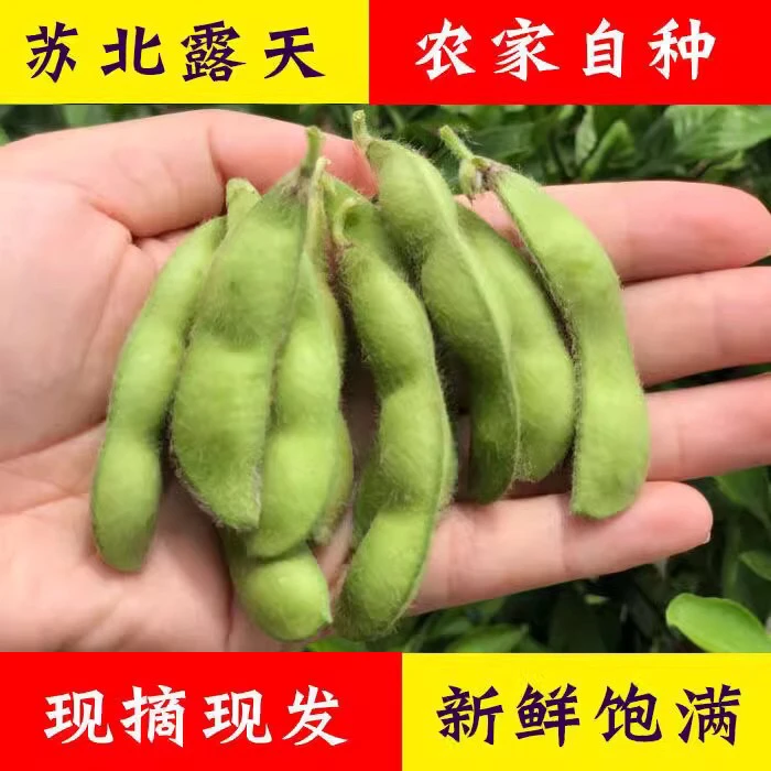 包邮苏北农村新鲜现摘毛豆角青毛豆带壳生毛豆荚绿豆荚蔬菜