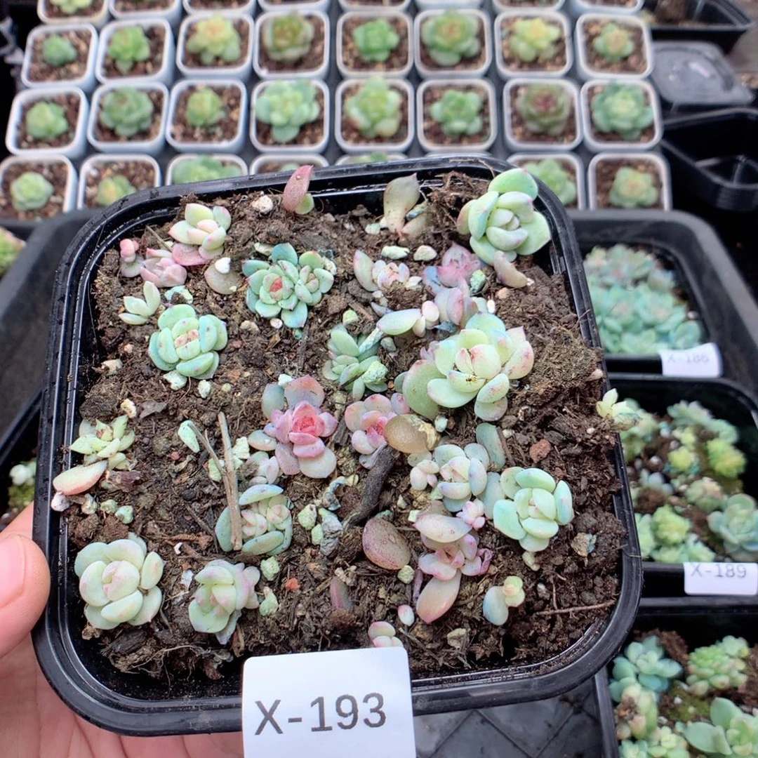 无花朵X193英语英语