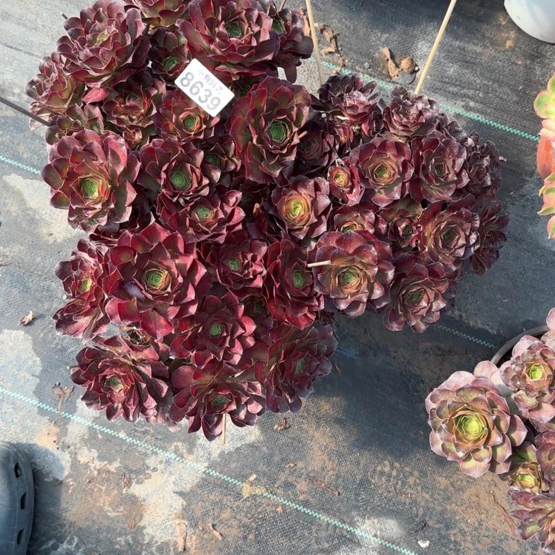 卡****宝魅金玫瑰多肉植物8638三颗