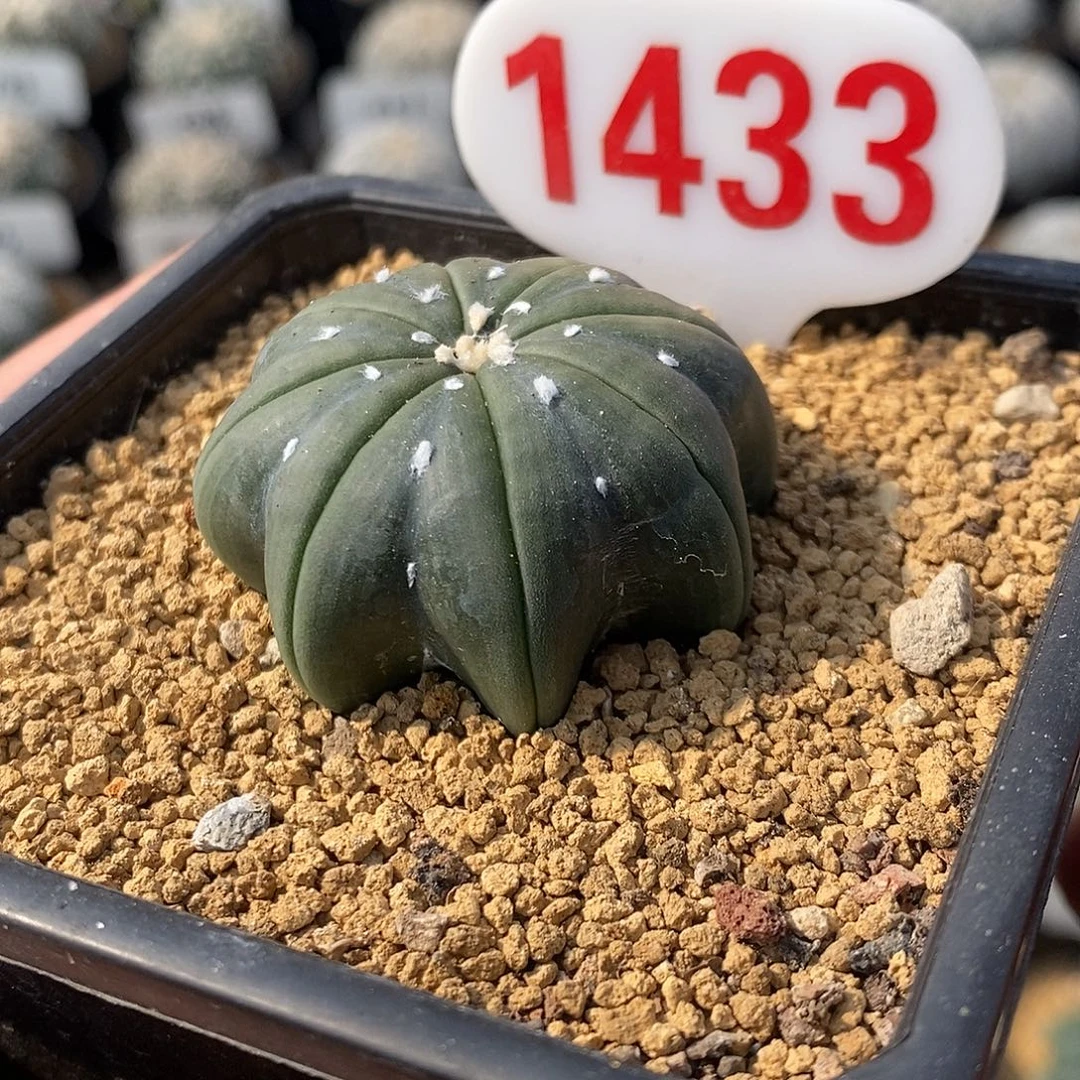 1433福利特价来了哦亲