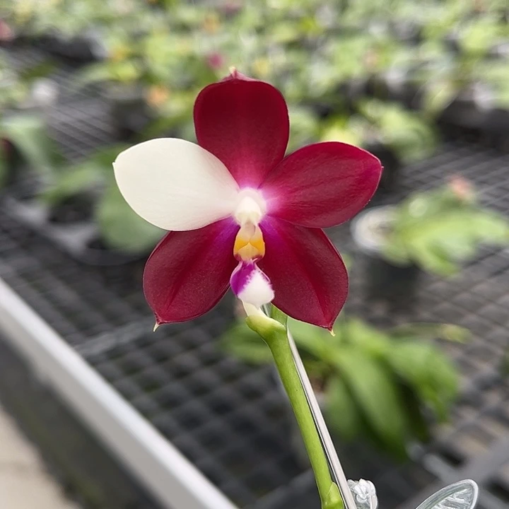 完全开放2.8寸杯鱼鱼，超圆润胖跳色仅一颗！