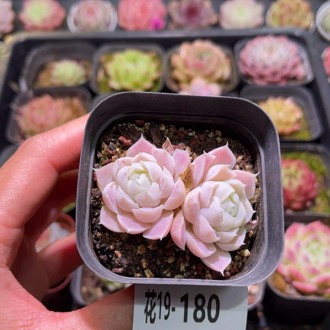 花利美19-180白月影