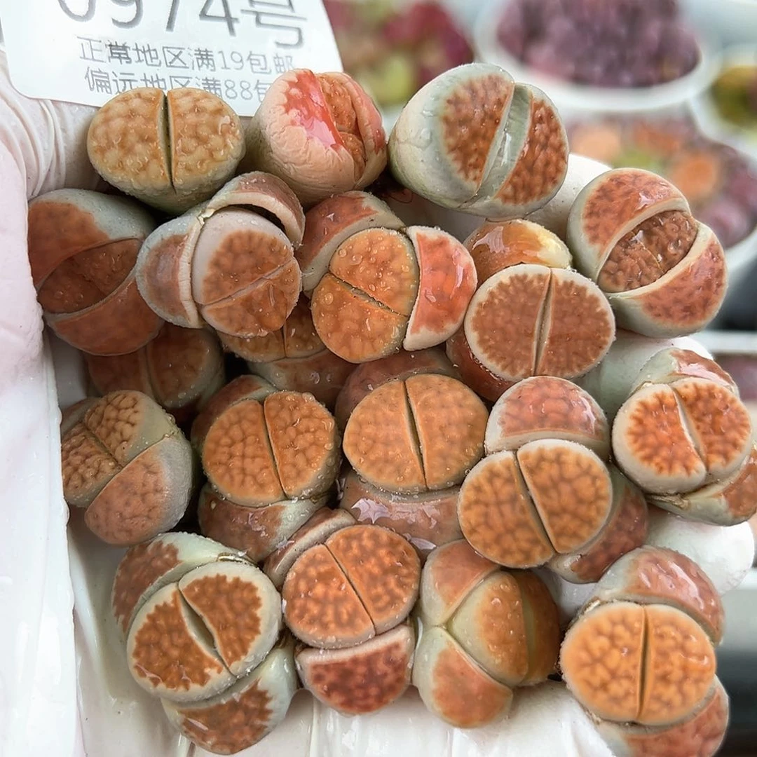 0974四年冰橙19颗1.5cm左右