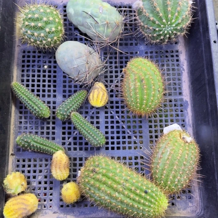 357无名很小2个，20包邮侧牙