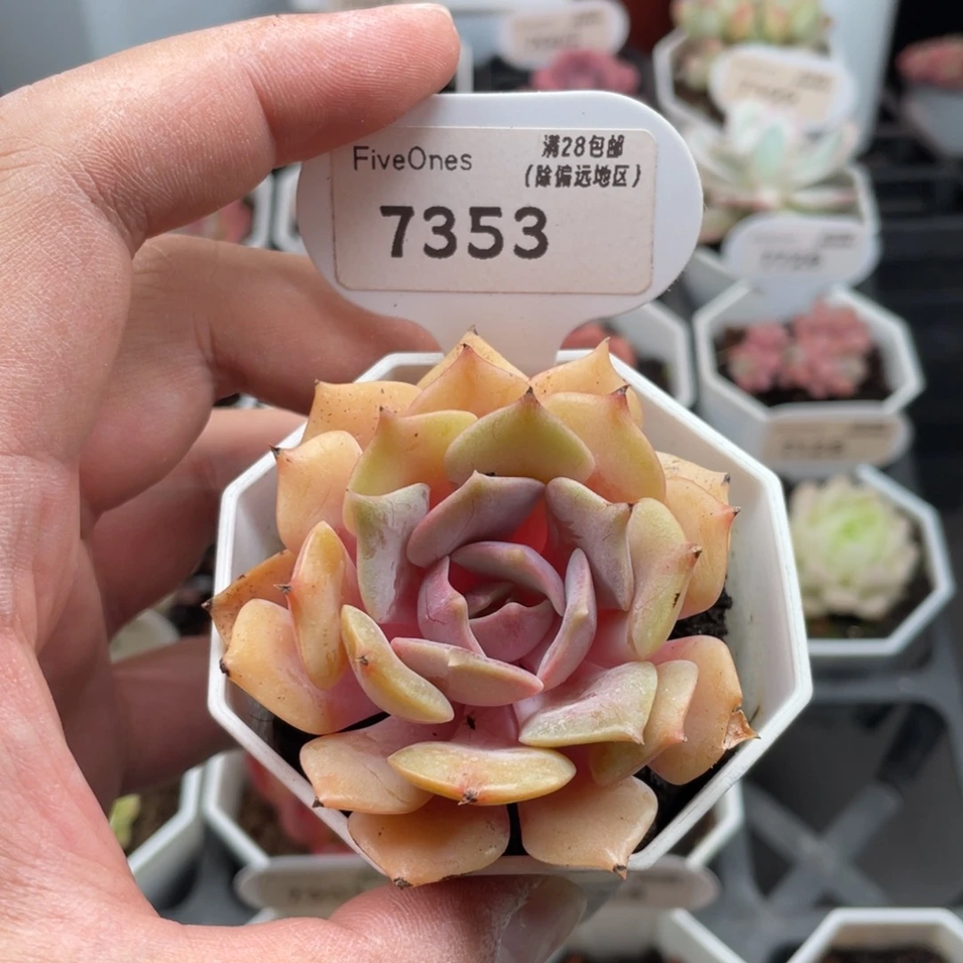 粉蝶7353-6.0厘米
