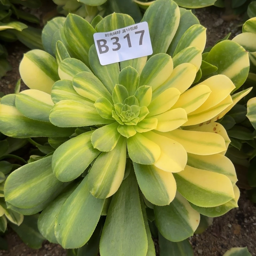 317五彩琉璃。多肉植物