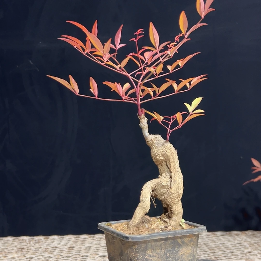 不开花植物7777777777