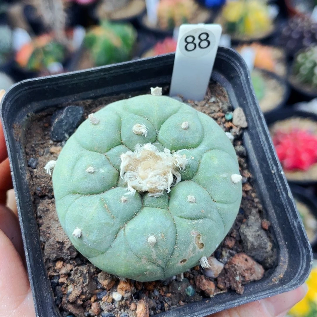 非偏远地区满25包邮仙人球