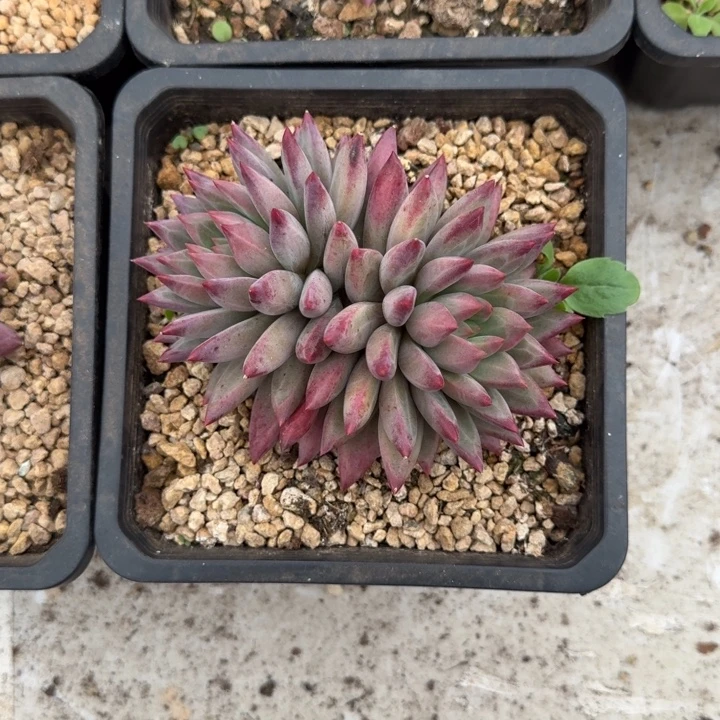 羽毛纹 虞美人 一物一拍