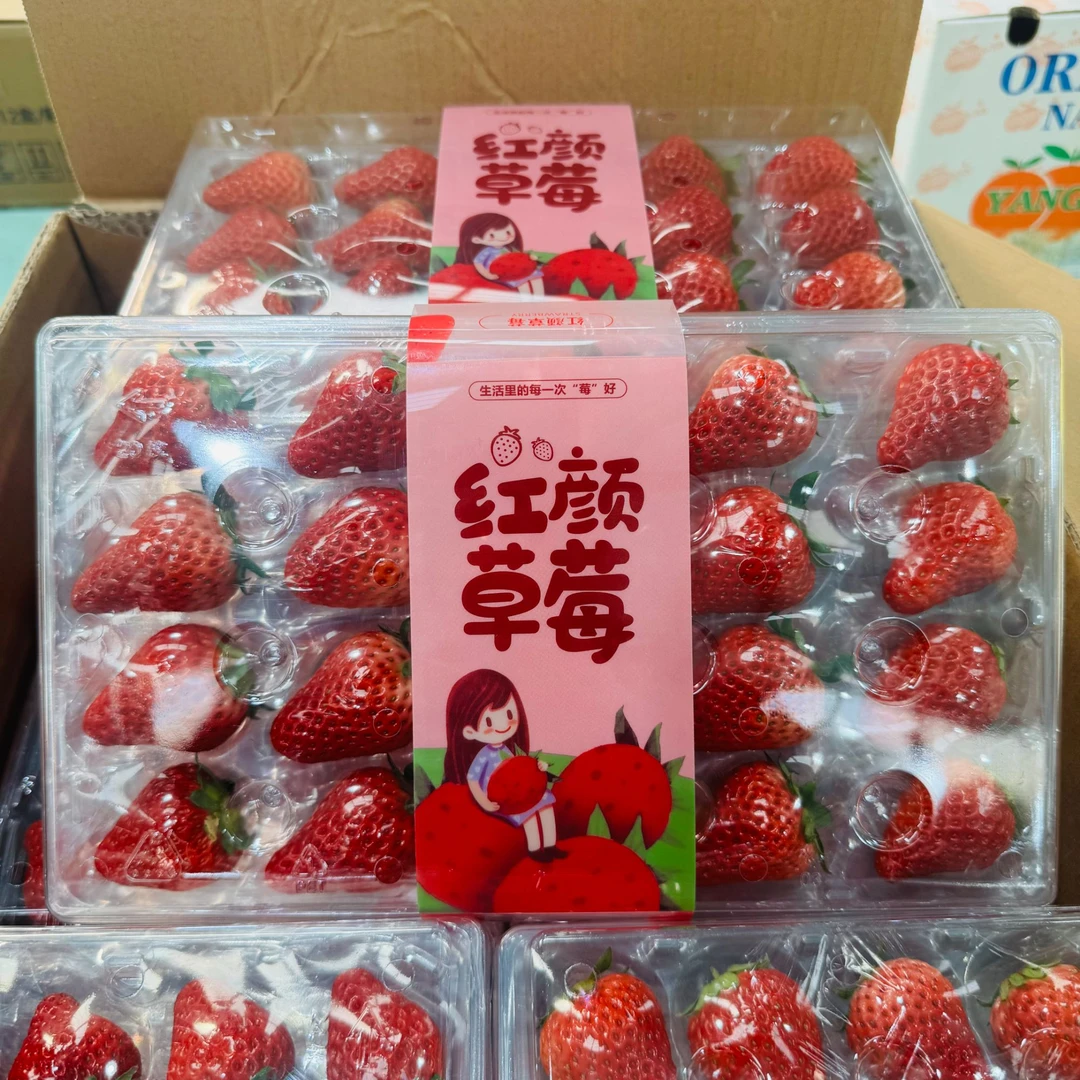 【大盒】红颜草莓 一盒20-24颗左右（单盒600克左右）