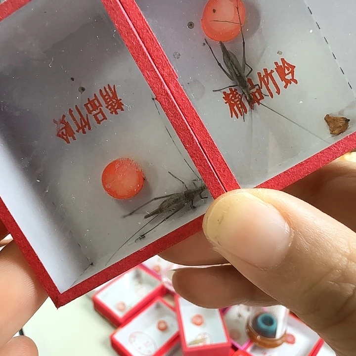 紫竹2只啊啊啊啊啊啊