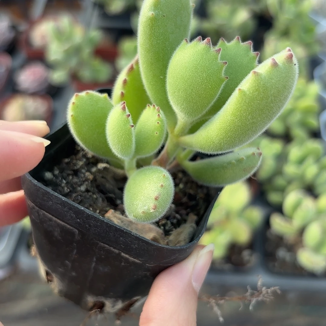 精品熊童子多肉植物