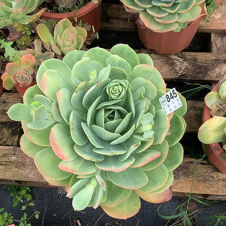 杂交大单头 非偏远38包邮 节后发