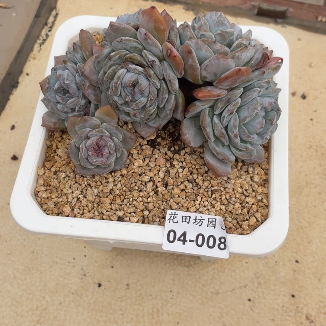 叶***j04.008突尼斯朵朵缀