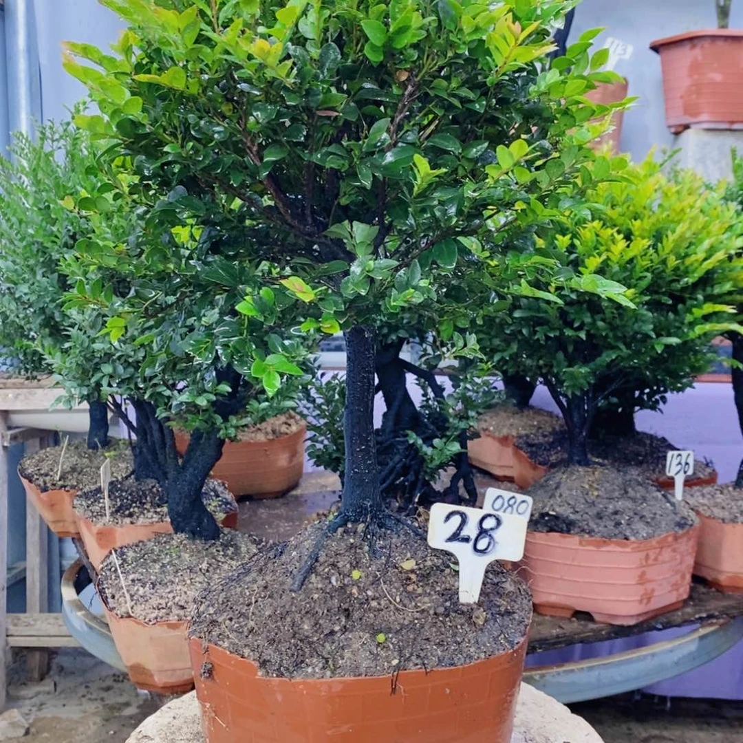 无花朵小叶紫檀28