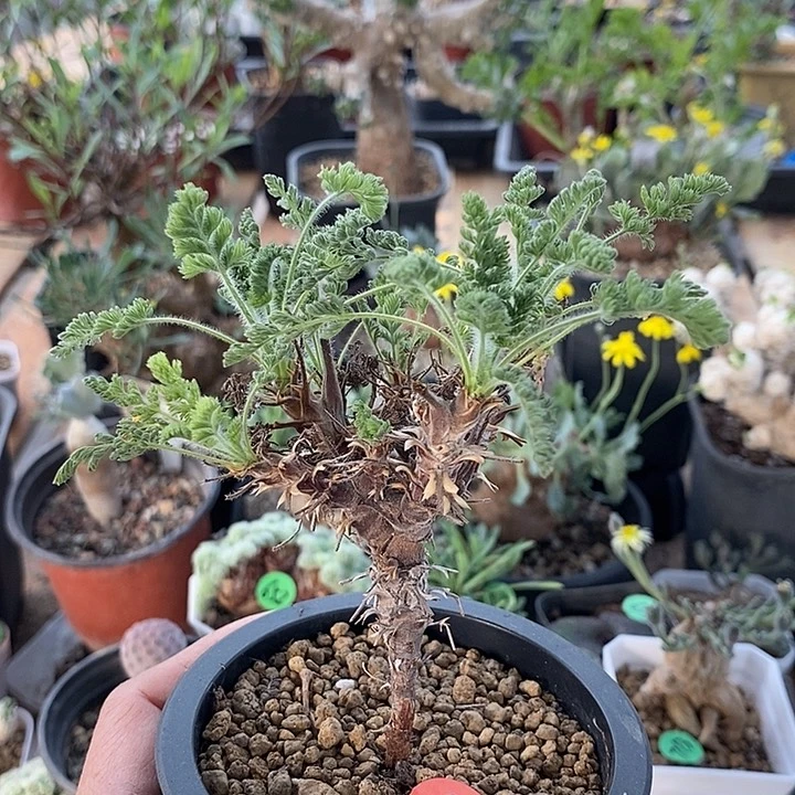 915出云洋葵一一一一一一一