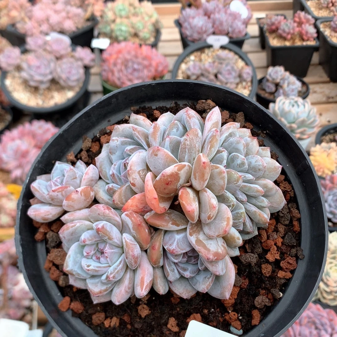 12厘米绿底石榴籽朵缀 5563