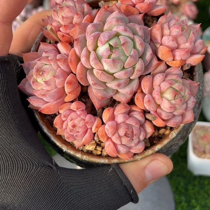 一物一拍，5号发货