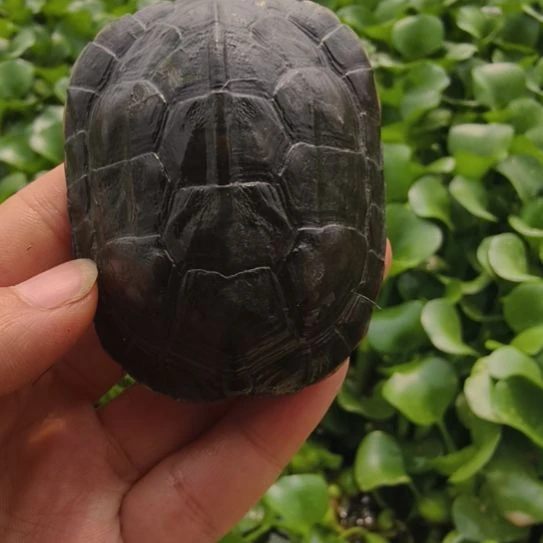 母绿毛龟奶****?小青6公分